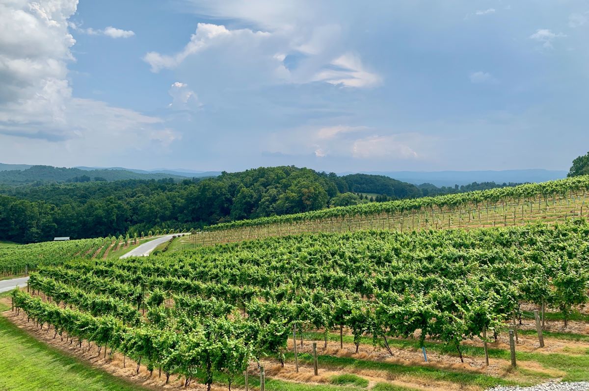 A Guide to North Carolina’s Wine Scene Haven Lifestyles