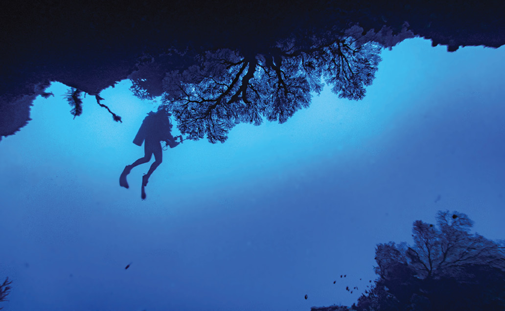 Caloosa Dive Club